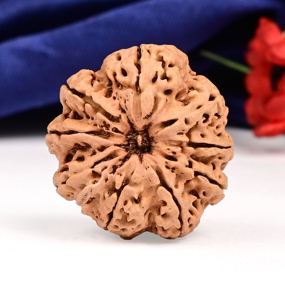 9 Mukhi from Nepal - DLXXIII