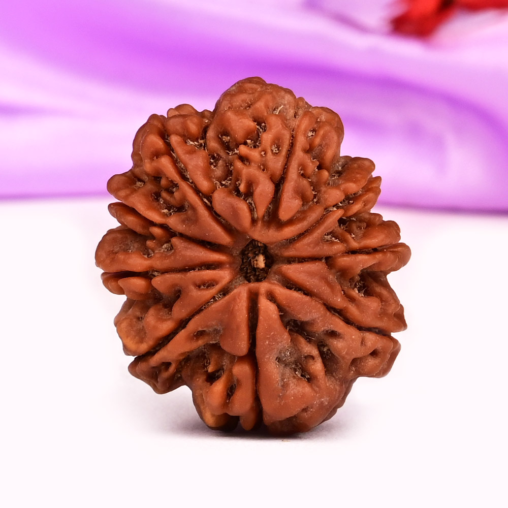 9 Mukhi from Nepal - DLXXIV