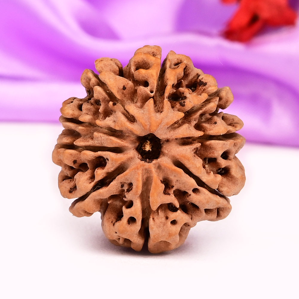 9 Mukhi from Nepal - DLXXV