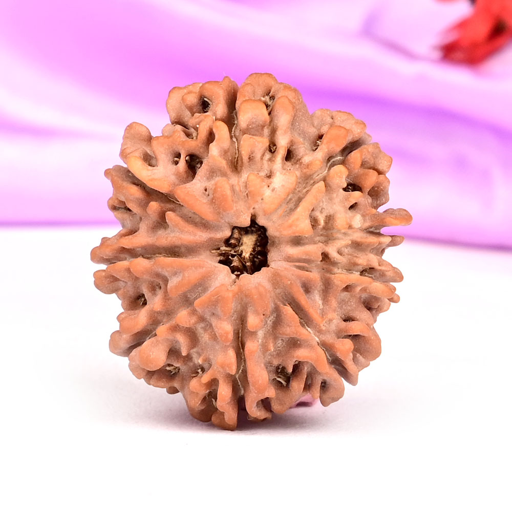 9 Mukhi from Nepal - DLXXVI