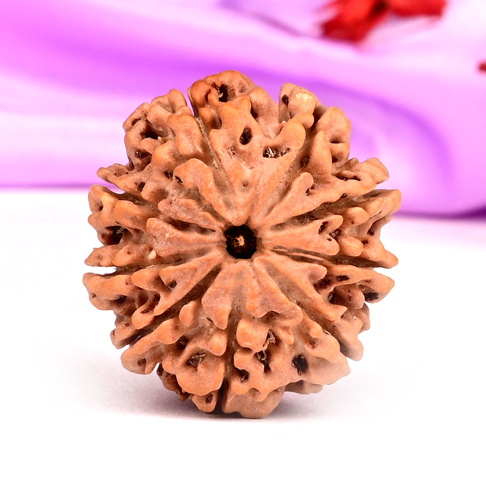 9 Mukhi from Nepal - DLXXVII