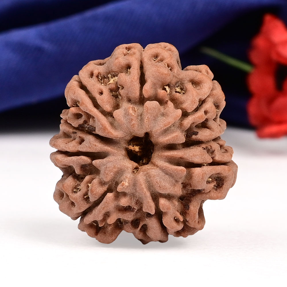 9 Mukhi from Nepal Large - CXVII