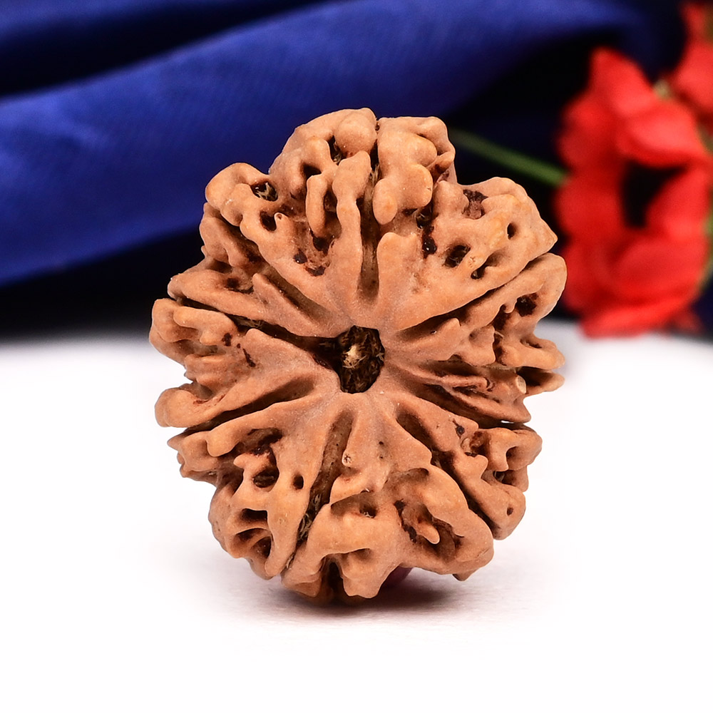 9 Mukhi from Nepal Large - CXIX