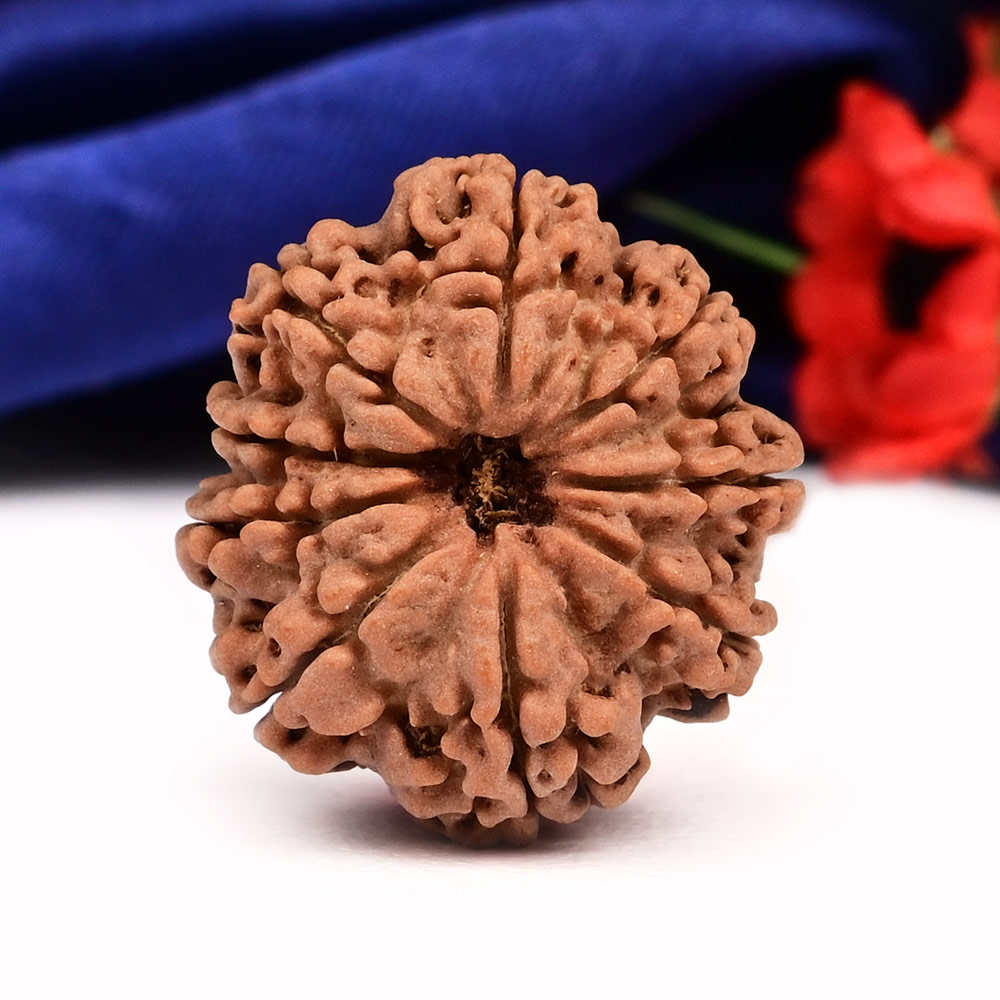 9 Mukhi from Nepal Large - CXX