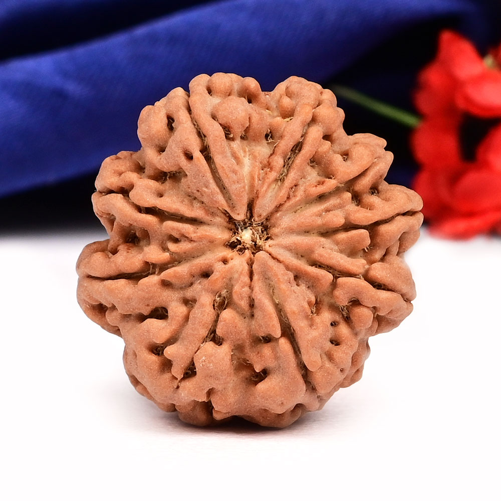 9 Mukhi from Nepal Large - CXXI