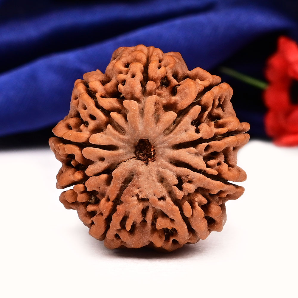 Collector 9 Mukhi from Nepal - CCV