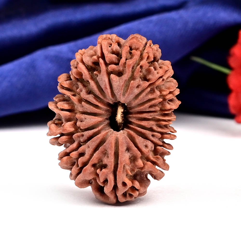 Collector 17 Mukhi from Nepal - LXXIV