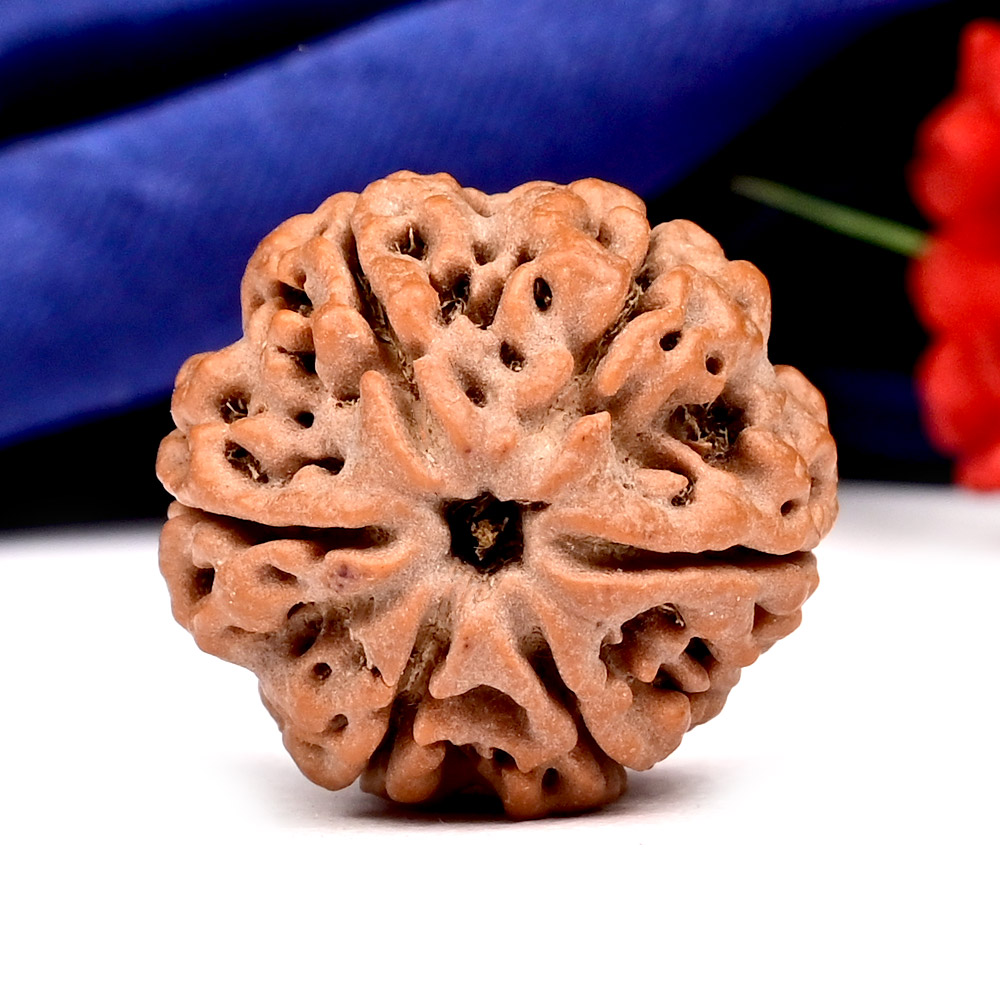 Collector 6 Mukhi from Nepal - CLXIV