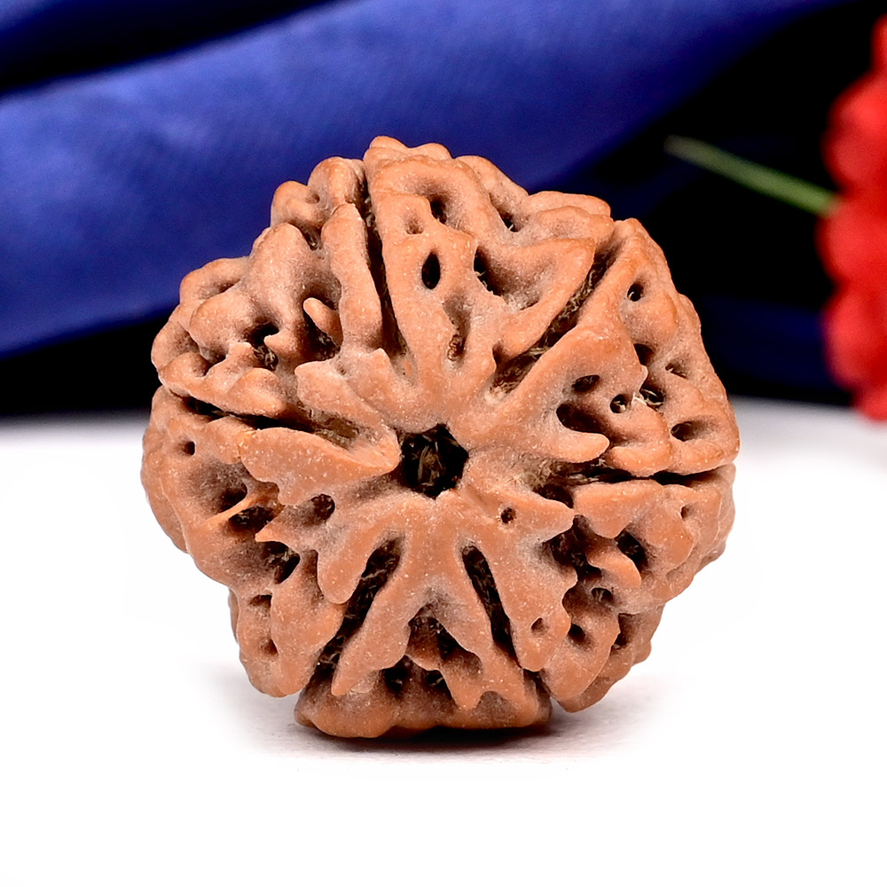 Collector 6 Mukhi from Nepal - CLXVII