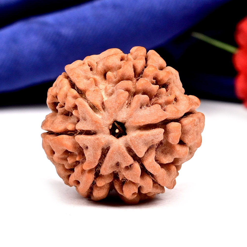 Collector 6 Mukhi from Nepal - CLXVIII