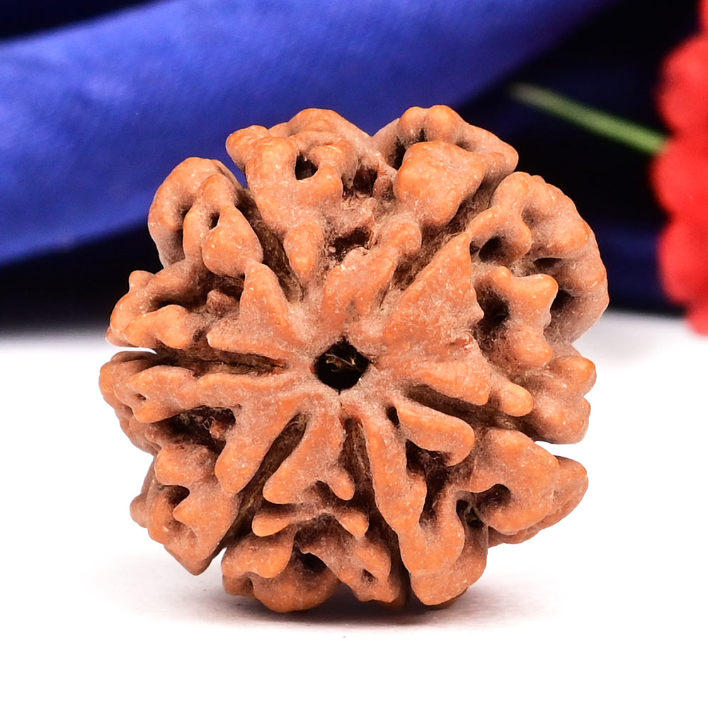 Collector 6 Mukhi from Nepal - CLXX