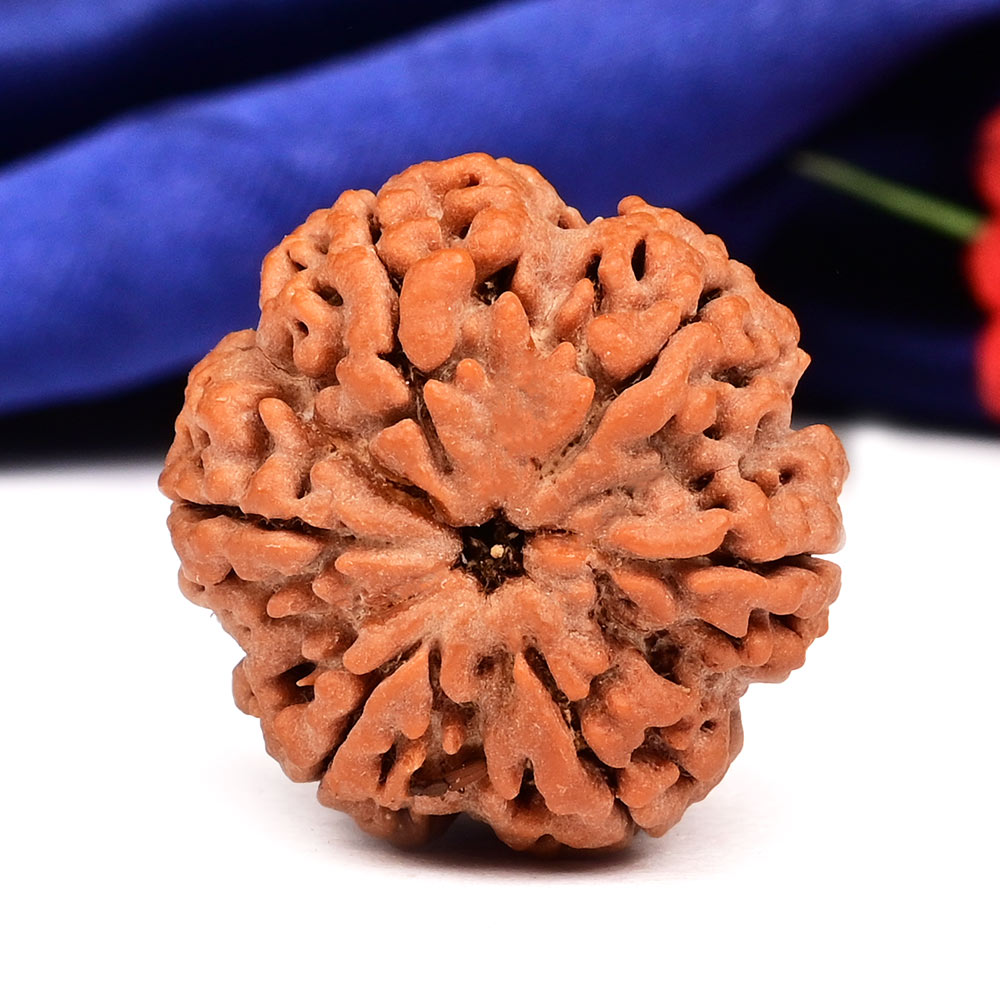 Collector 6 Mukhi from Nepal - CLXXI