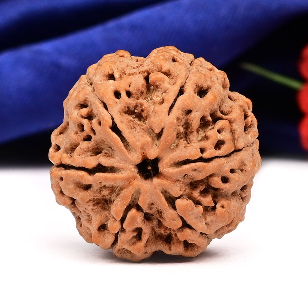 Collector 6 Mukhi from Nepal - CLXXII