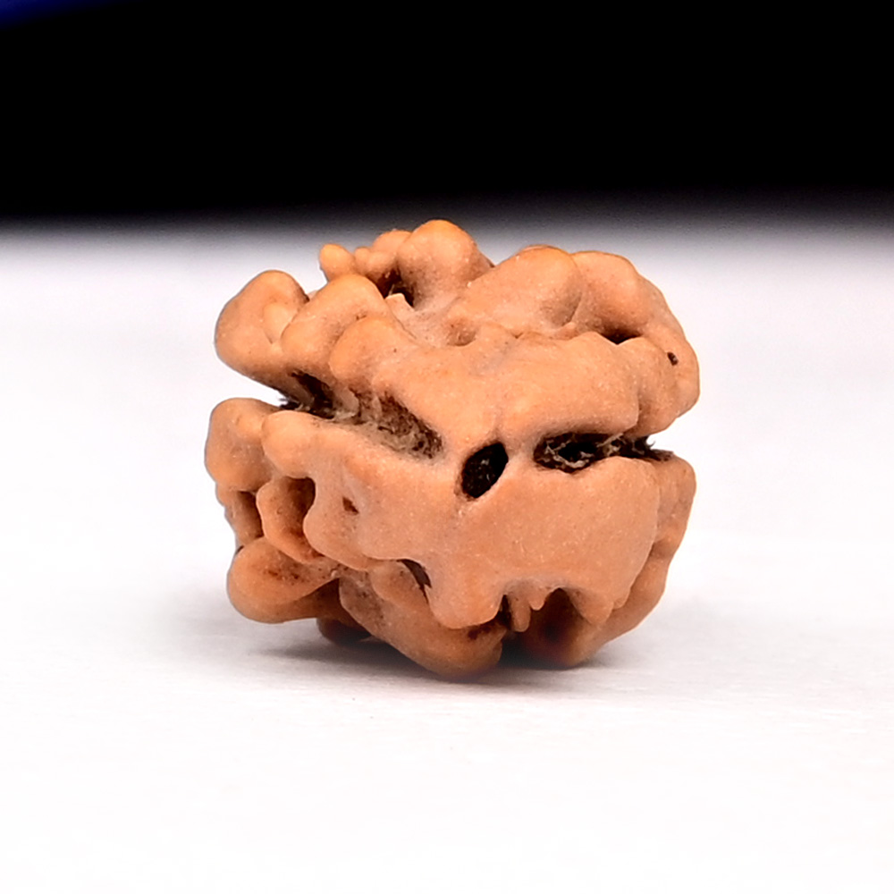 Rare 2 Mukhi Nepali Large - CVII