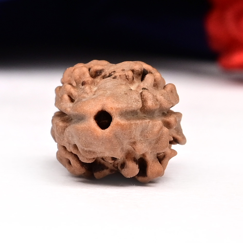 Rare 2 Mukhi Nepali Large - CIX