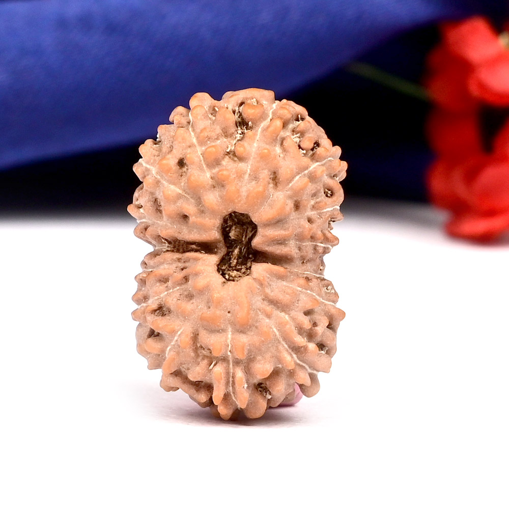 Collector 15 Mukhi from Java Indonesia - XCV