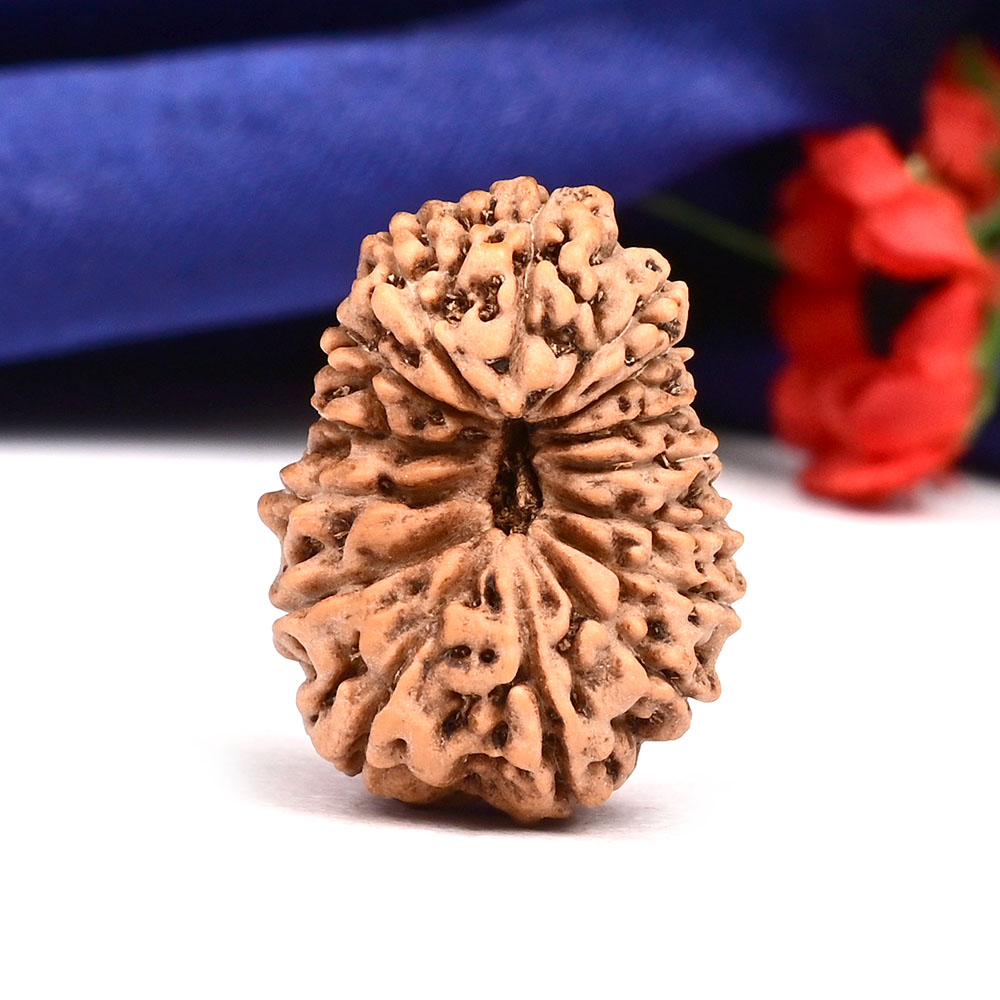 Super Collector 15 Mukhi from Java Indonesia - III