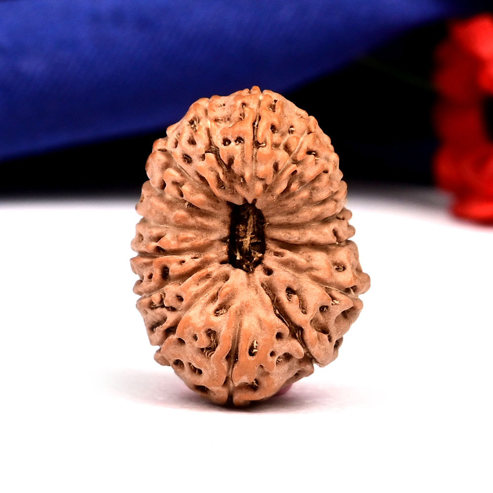 Collector 16 Mukhi from Java Indonesia - CXXVII