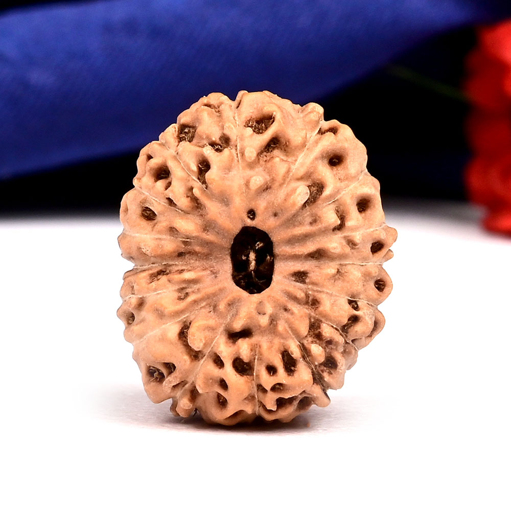 Collector 16 Mukhi from Java Indonesia - CXXVIII