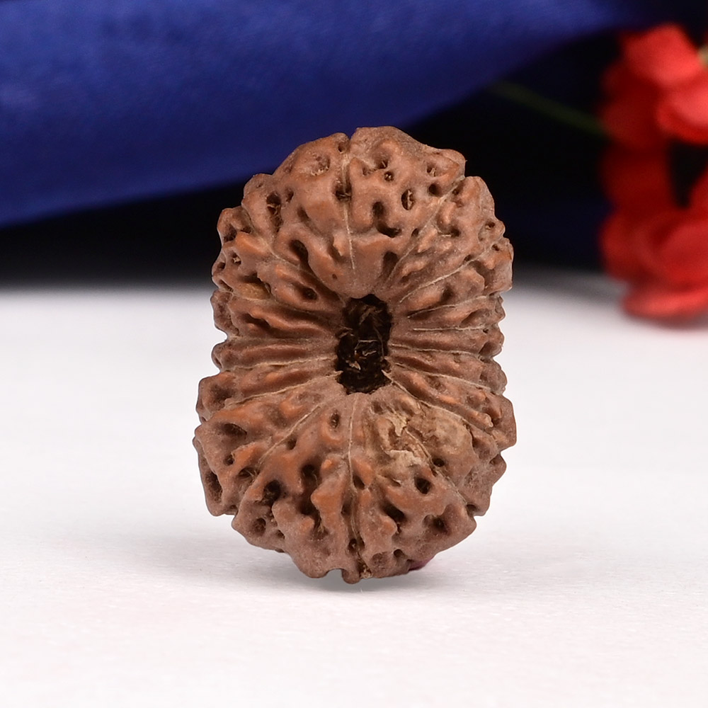 Collector 16 Mukhi from Java Indonesia - CXXX