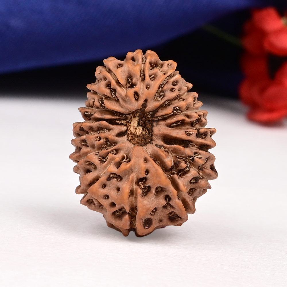 Collector 16 Mukhi from Java Indonesia - CXXXI