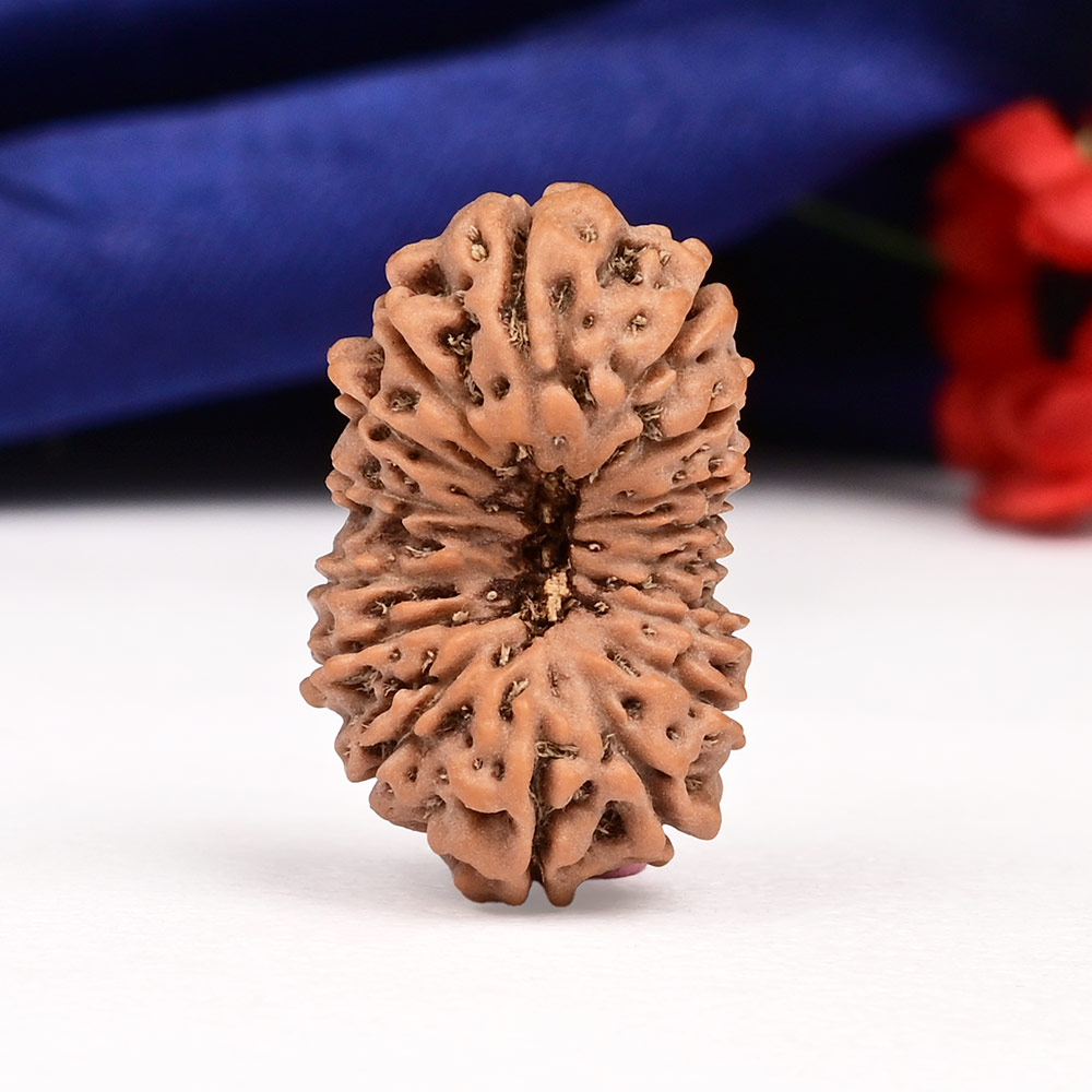 Collector 16 Mukhi from Java Indonesia - CXXXII