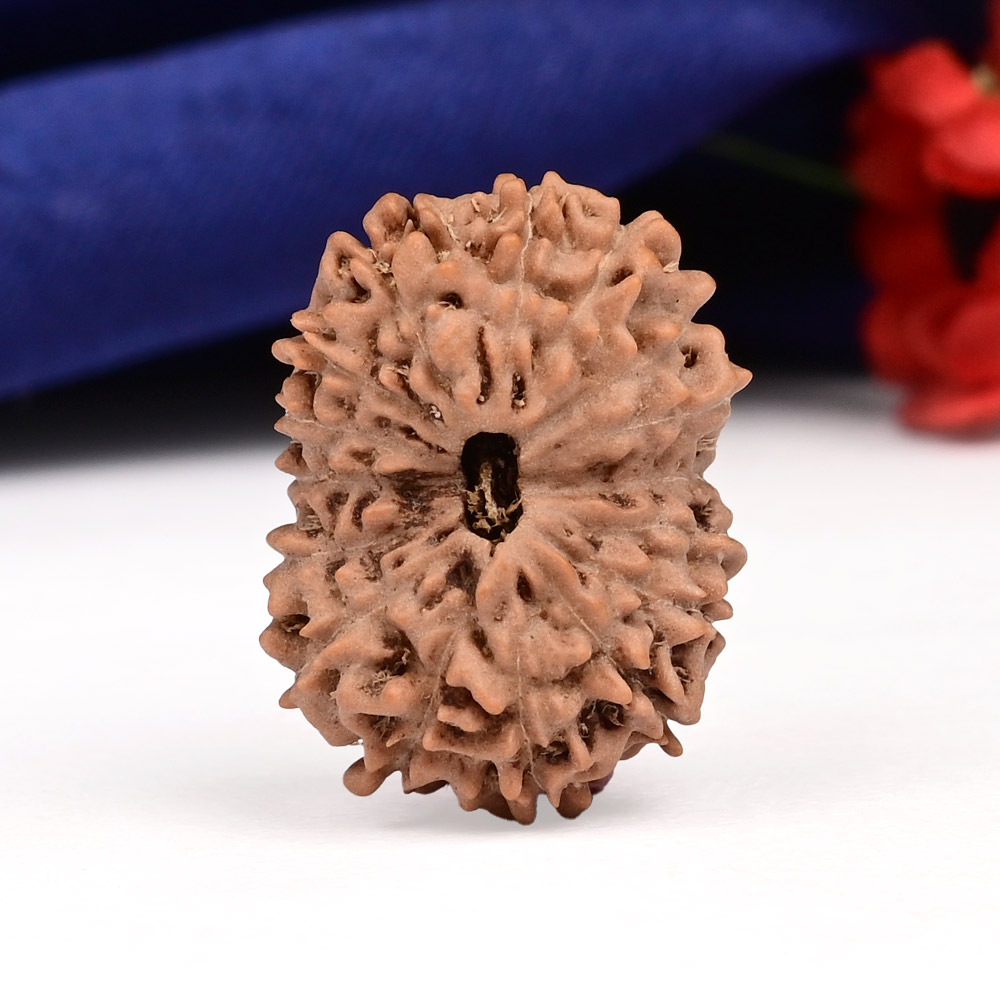 Collector 16 Mukhi from Java Indonesia - CXXXIII