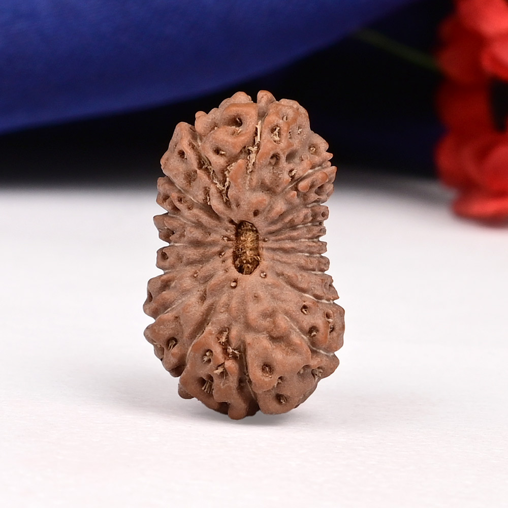 17 Mukhi from Java Indonesia Large - CLXXXIV