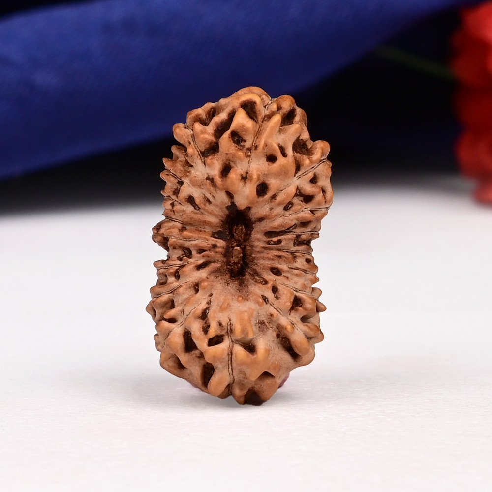 Collector 17 Mukhi From Java Indonesia - LXXXVI