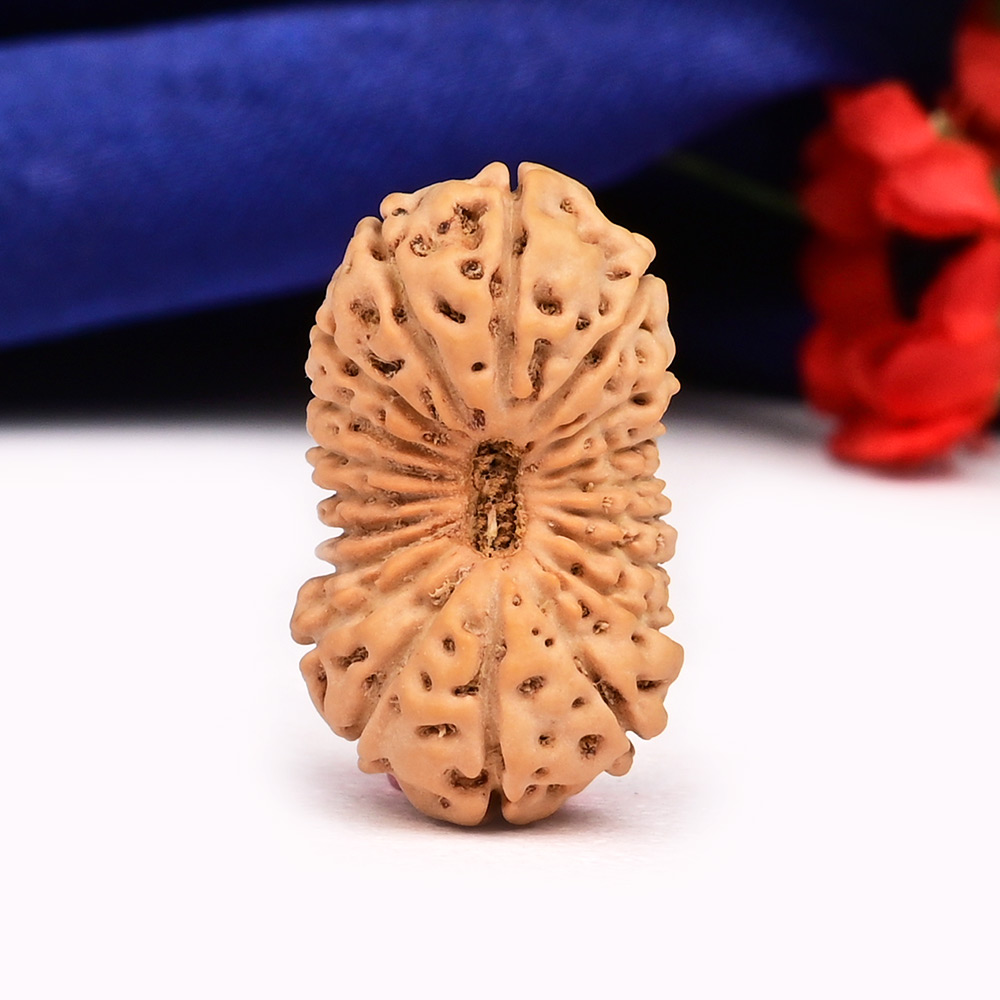 Super Collector 19 Mukhi from Java Indonesia - XXX