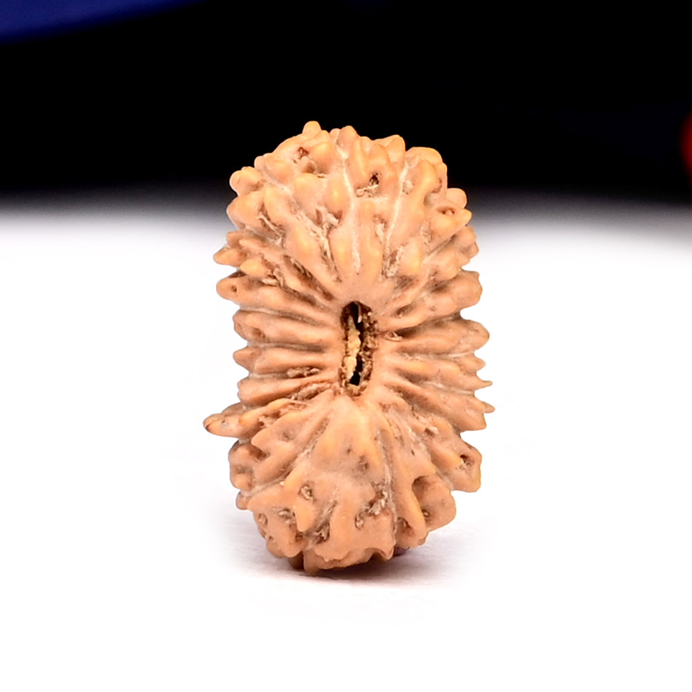 20 Mukhi from Java Indonesia Small - LXXXIII