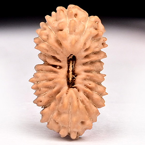 20 Mukhi from Java Indonesia - Small