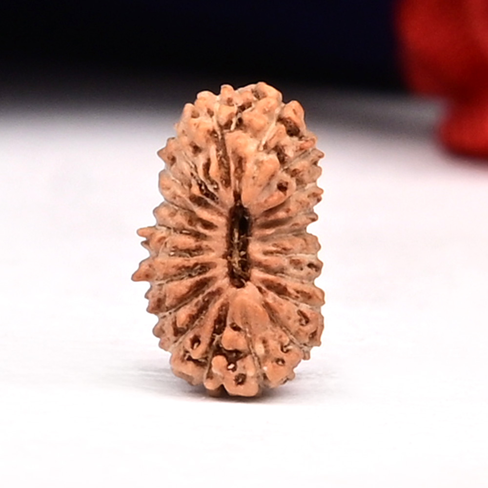 20 Mukhi from Java Indonesia  Small - LXXXV