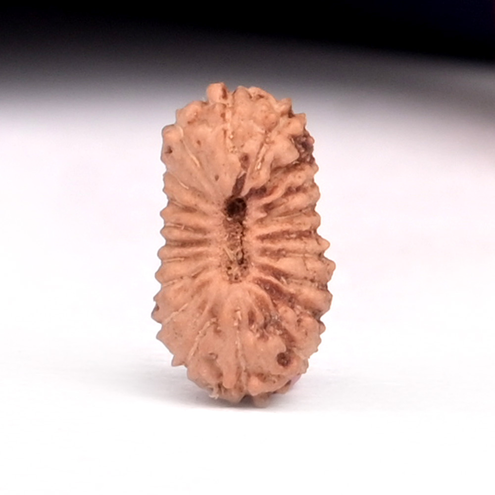 20 Mukhi from Java Indonesia  Small - LXXXVI