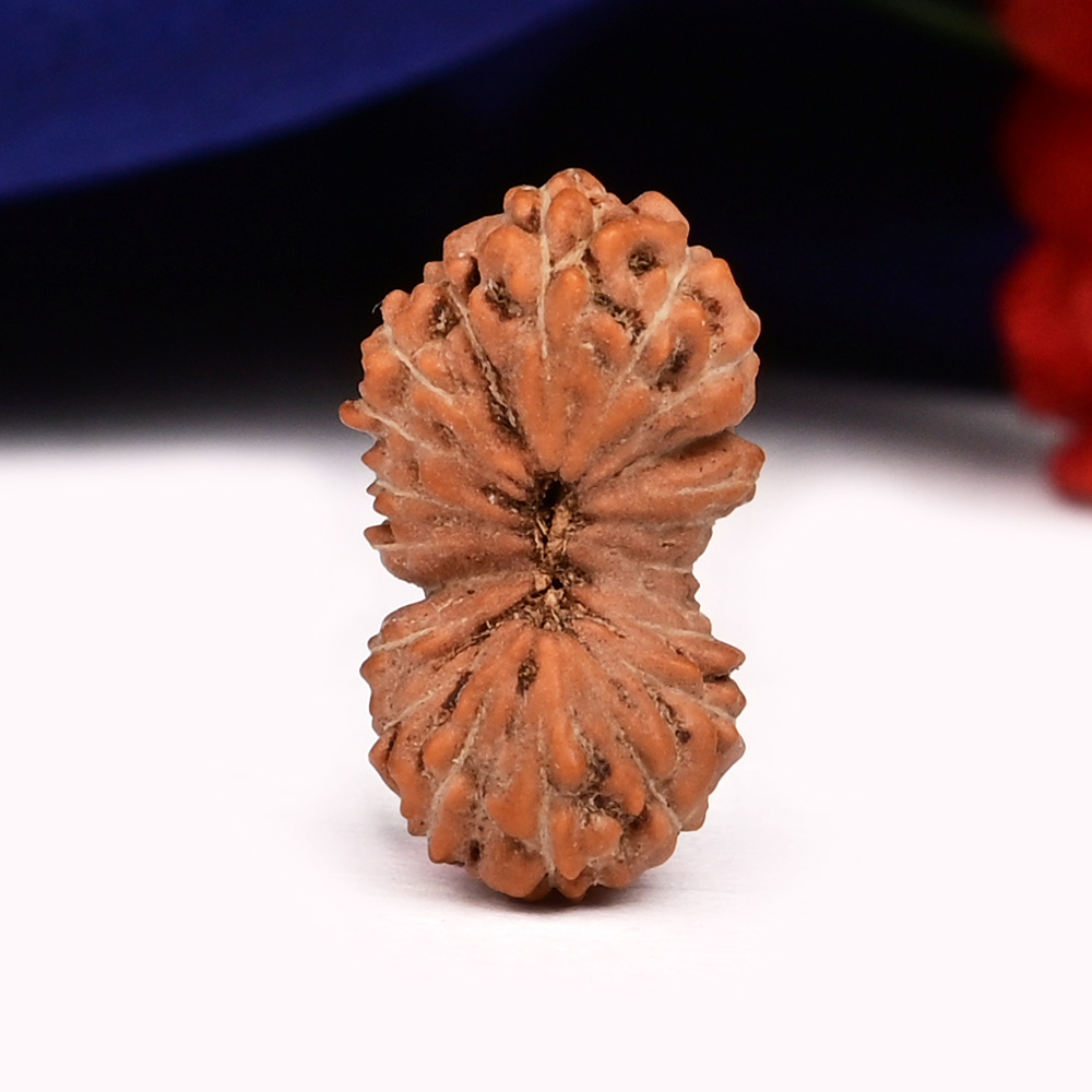 RJ20BS 20 Mukhi from Java Indonesia - LXXI