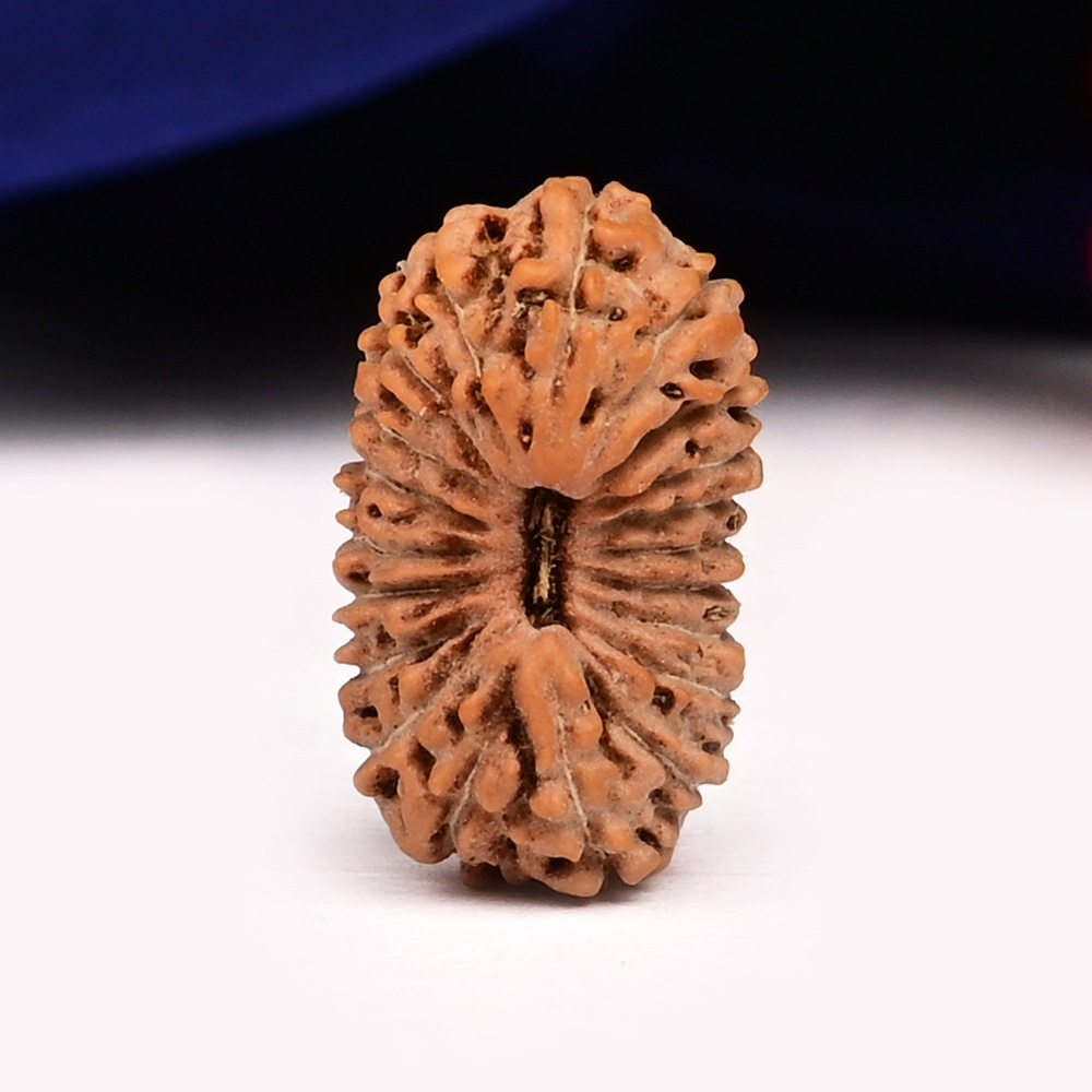 20 Mukhi from Java Indonesia - LXXII