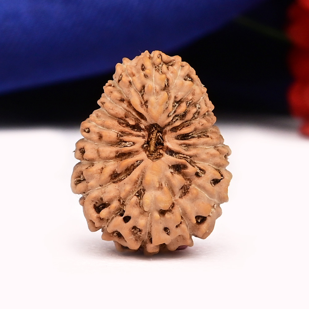 20 Mukhi from Java Indonesia Large - LXXIII