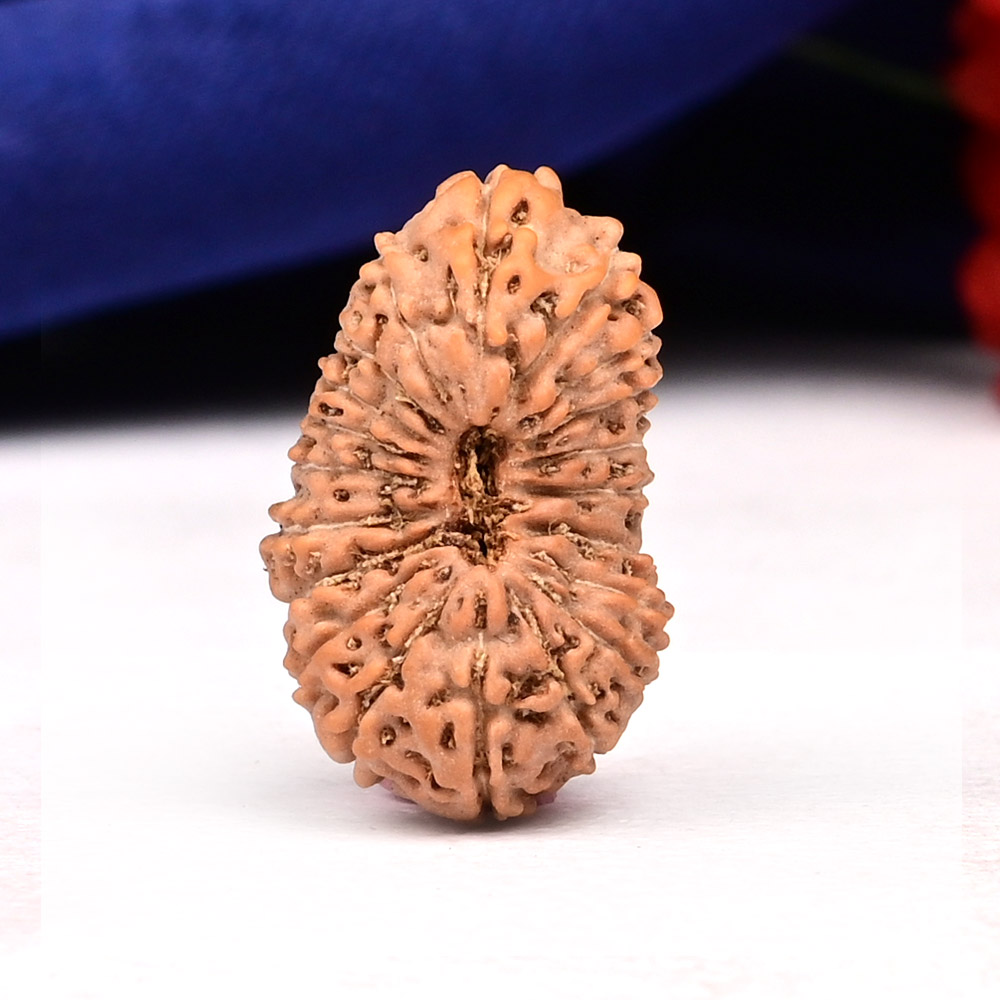 20 Mukhi from Java Indonesia - XXXIX