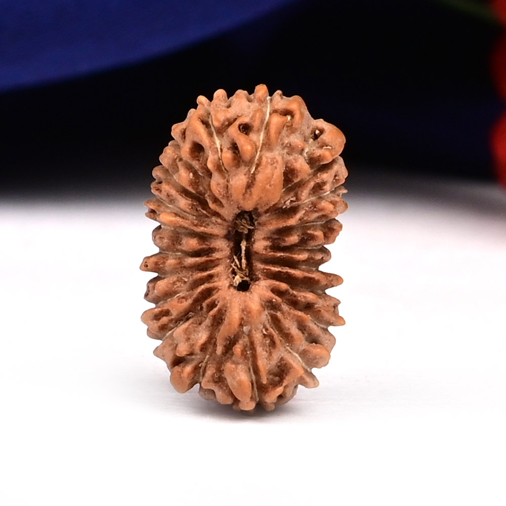 20 Mukhi from Java Indonesia - LXXIII