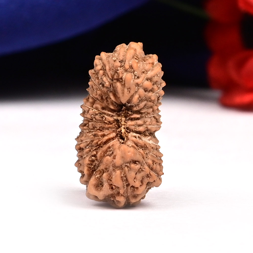 20 Mukhi from Java Indonesia - LXXIV