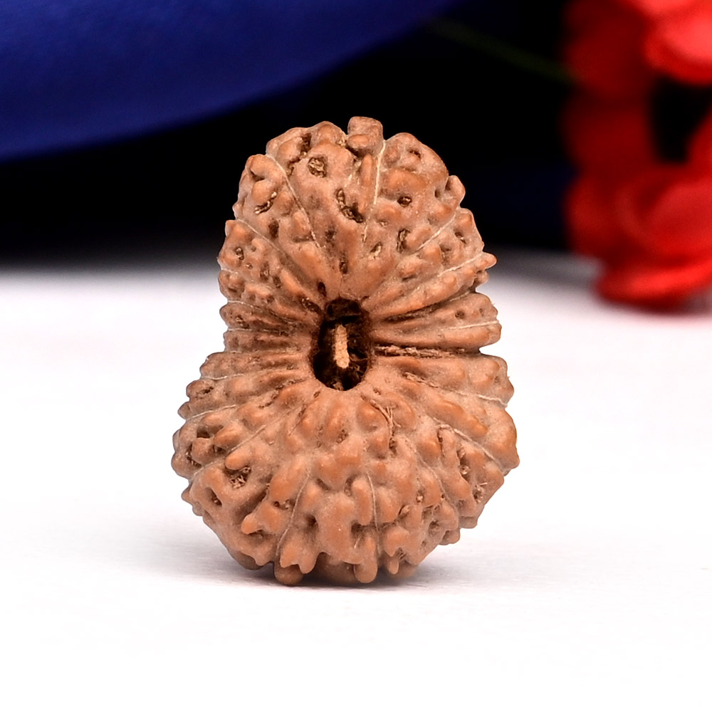 20 Mukhi from Java Indonesia Large - LXXIV