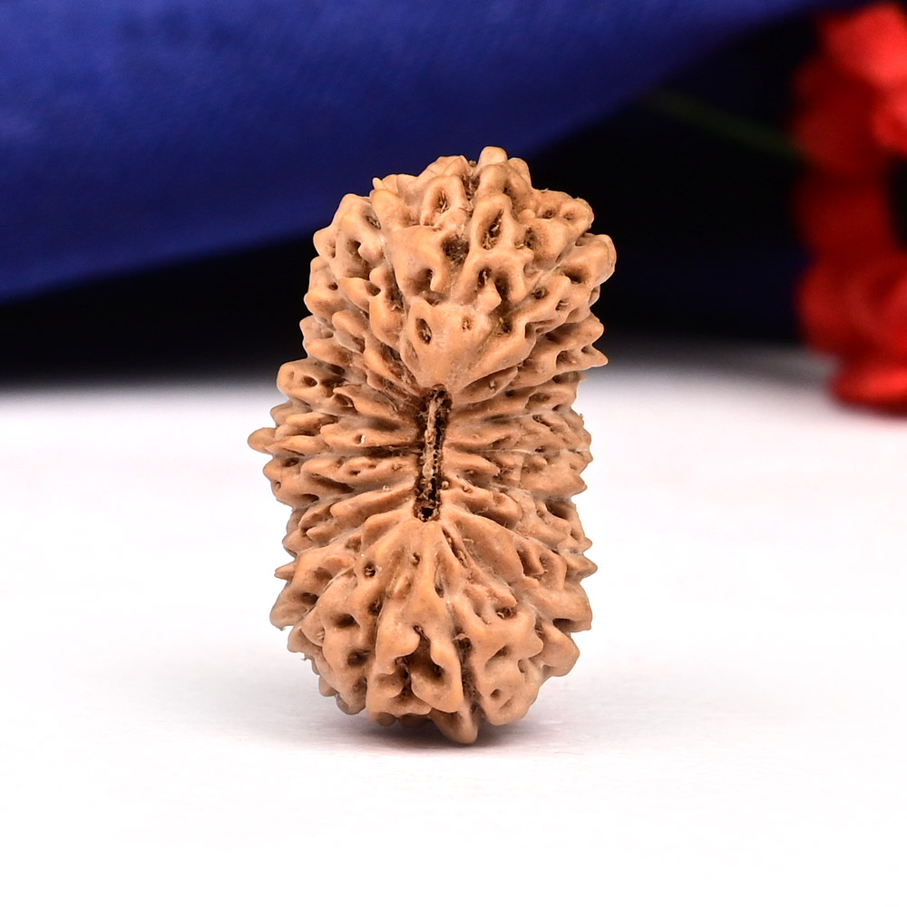 Collector 20 Mukhi from Java Indonesia - XL