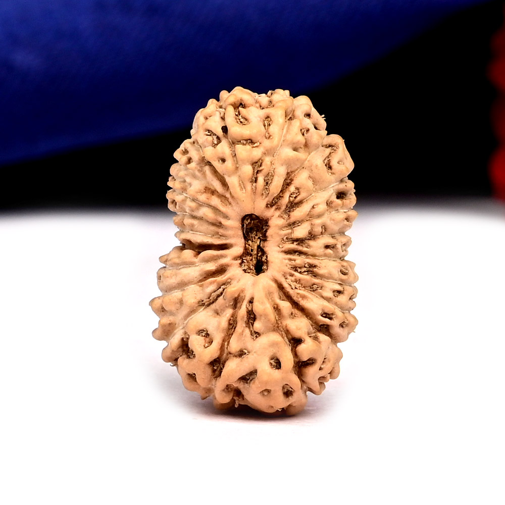 Collector 21 mukhi from Java Indonesia - LXV