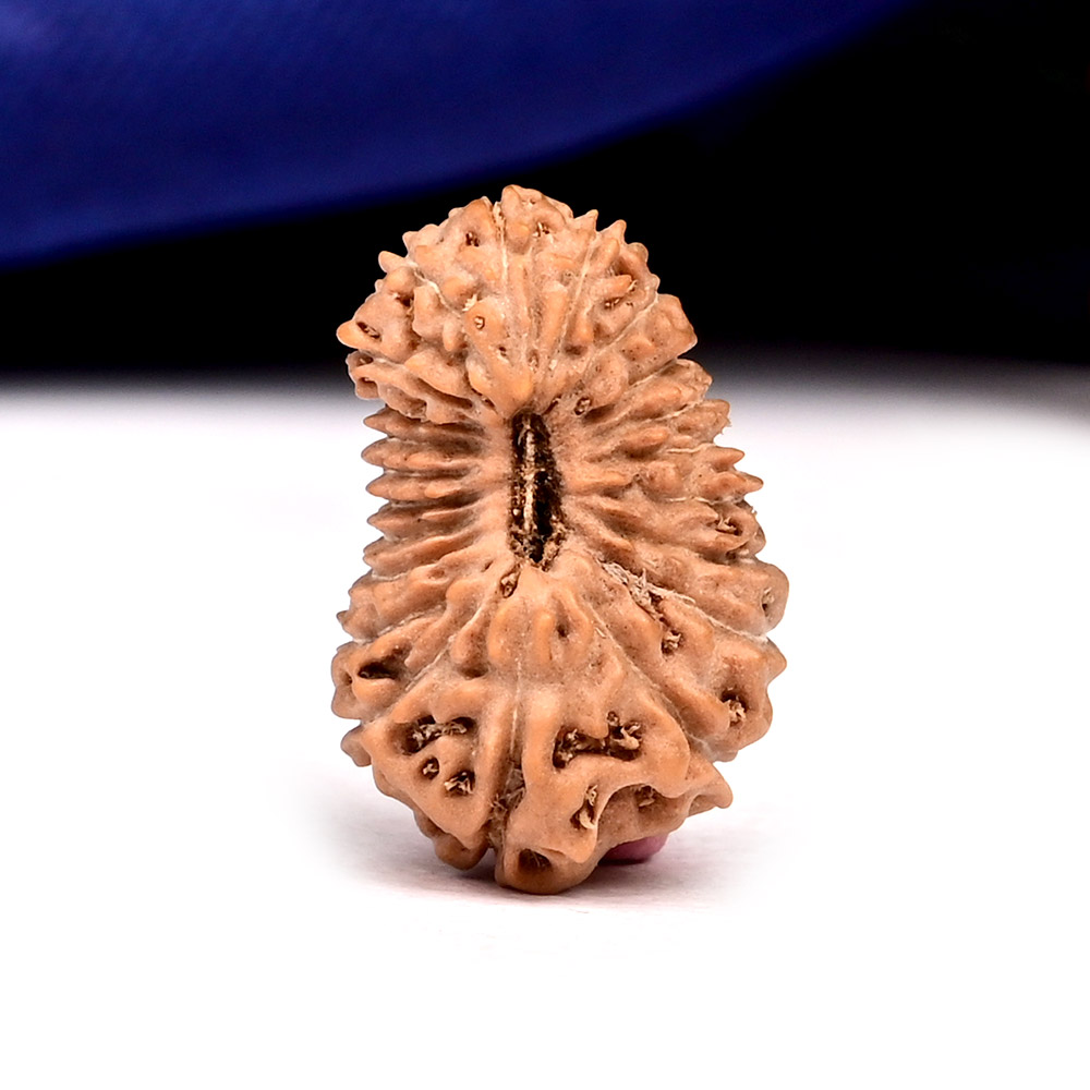 21 mukhi from Java Indonesia Large - XX