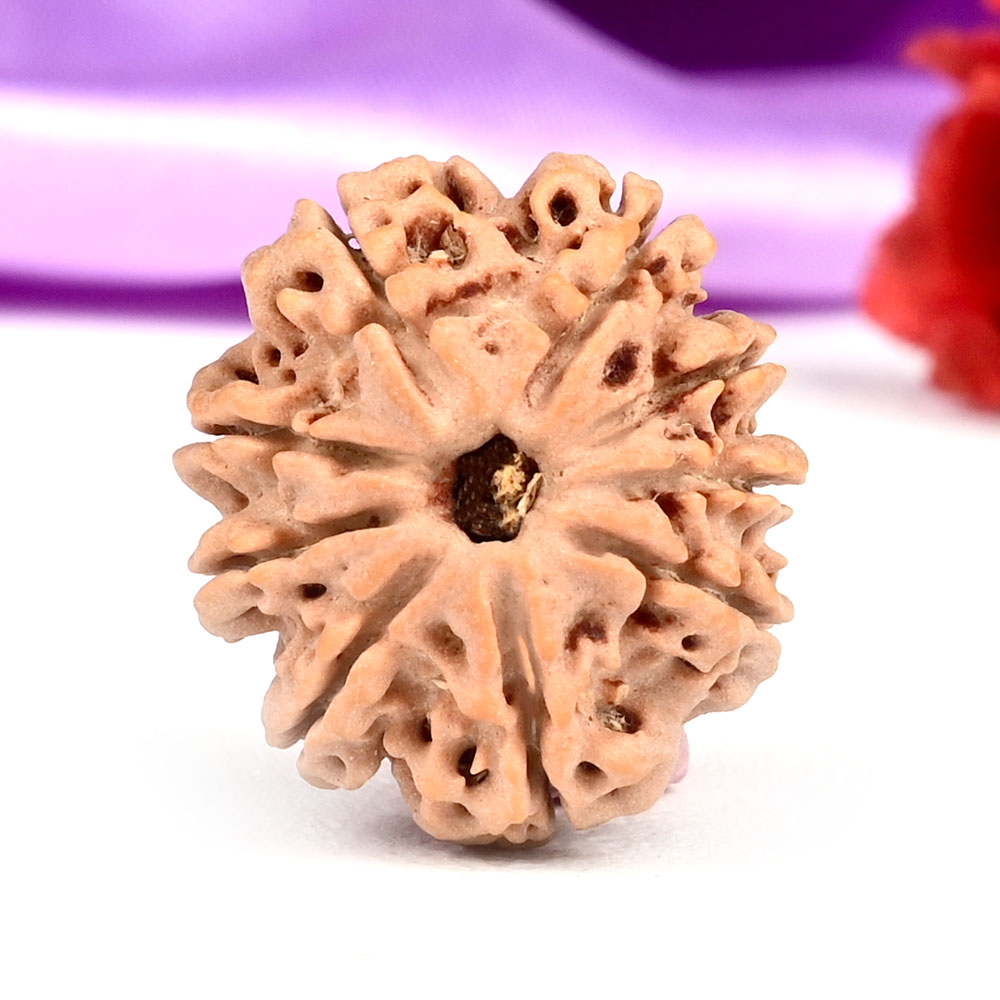 9 Mukhi from Nepal Small - DCLXXXIX