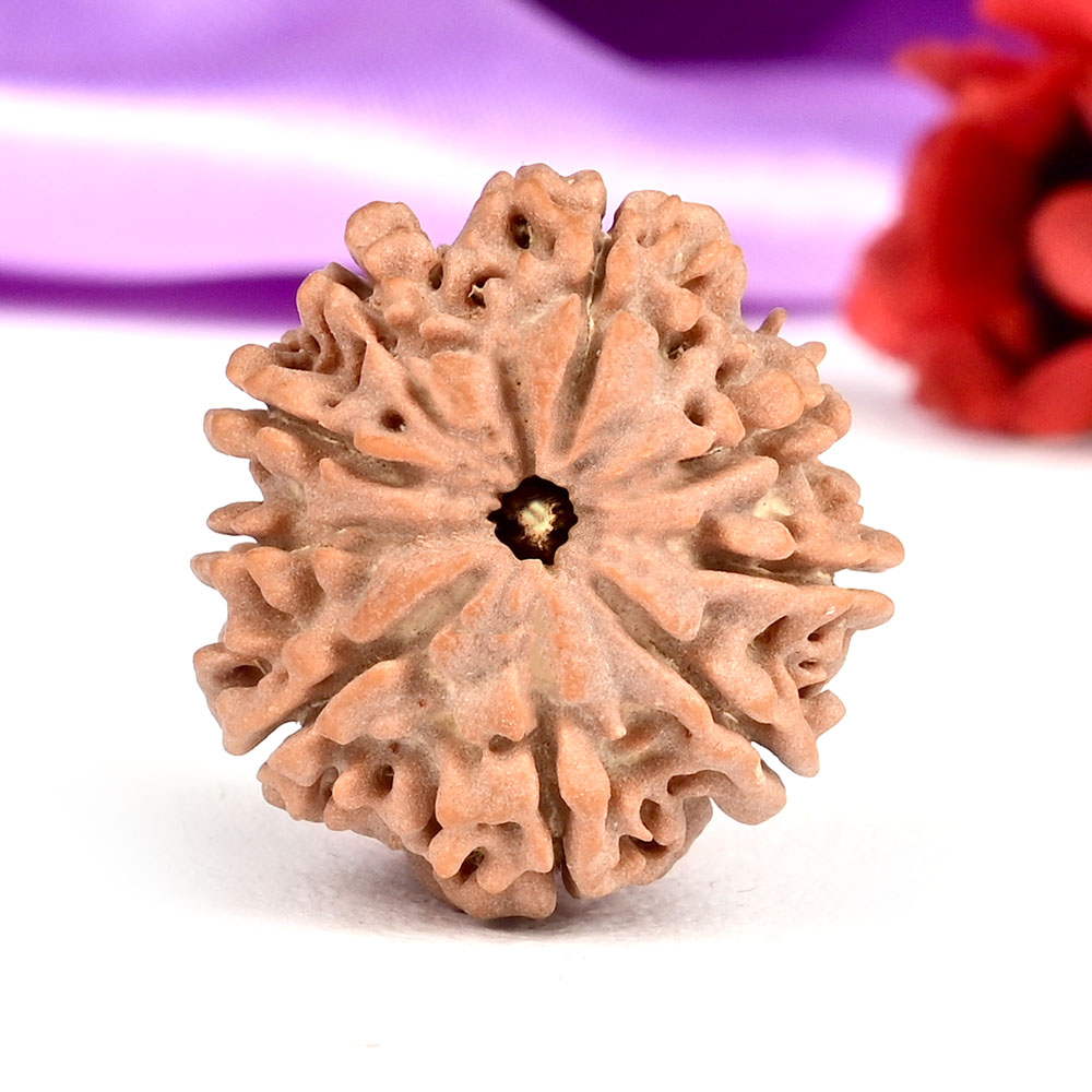 9 Mukhi from Nepal Small - DCXC