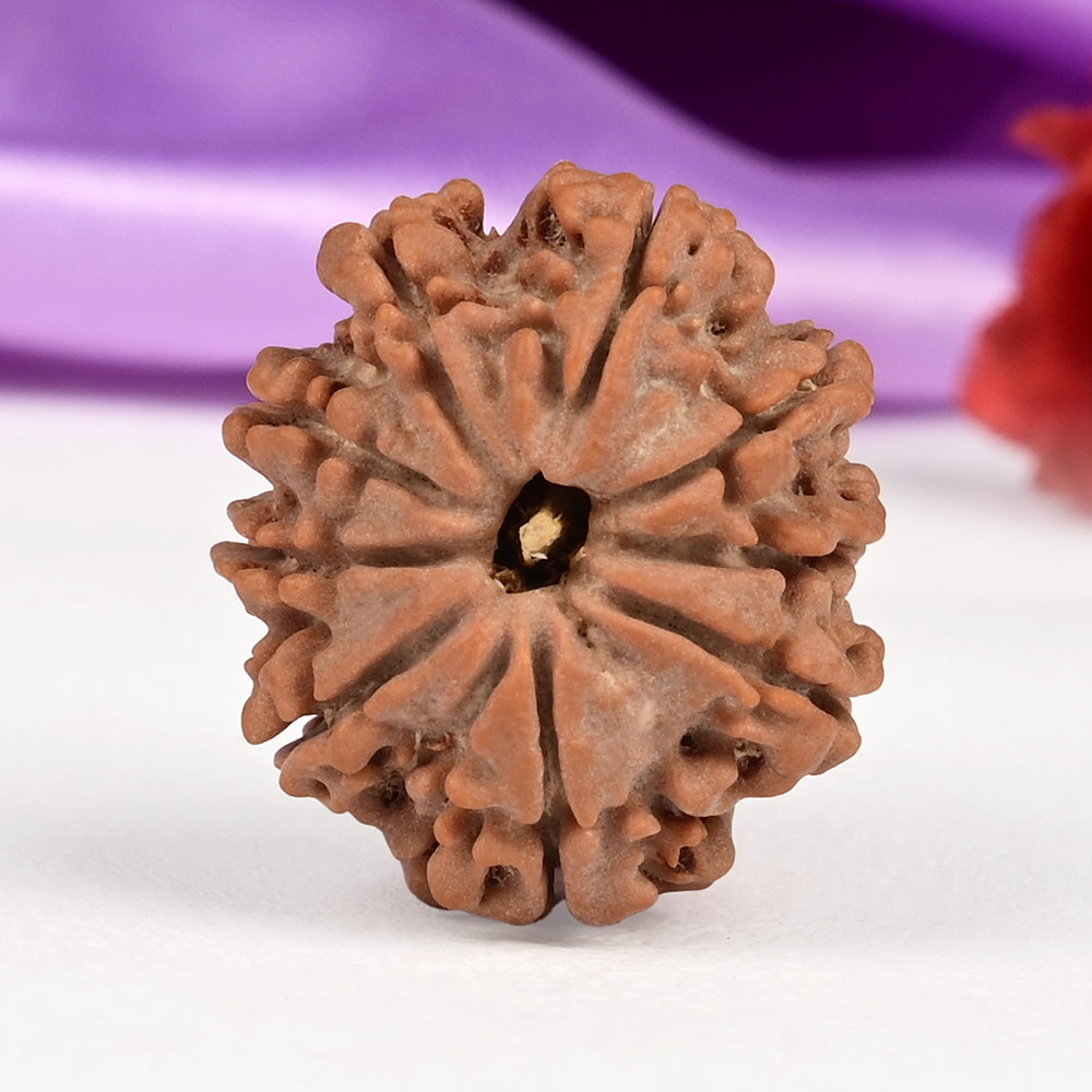 9 Mukhi from Nepal Small - DCXCI