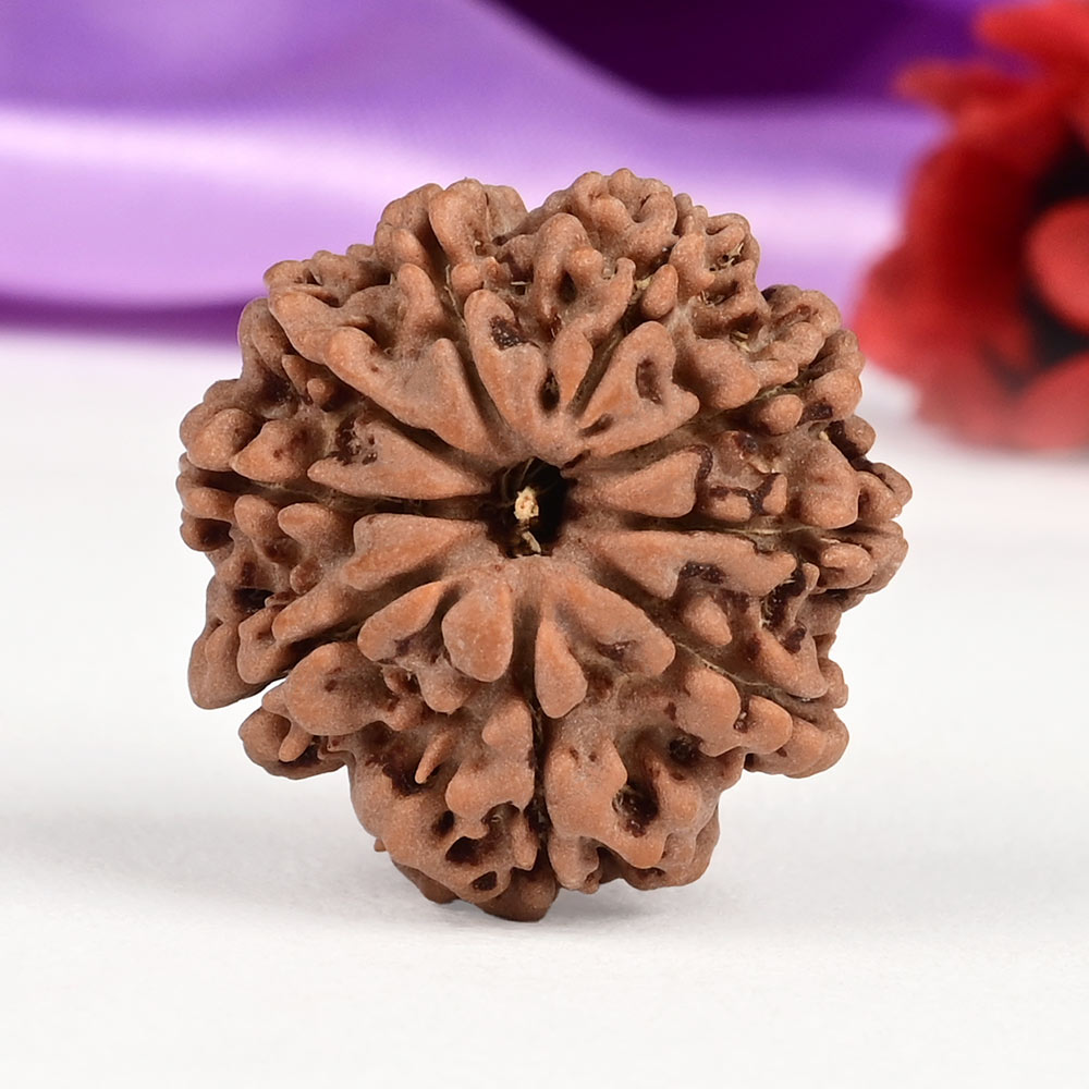 9 Mukhi from Nepal Small - DCXCII