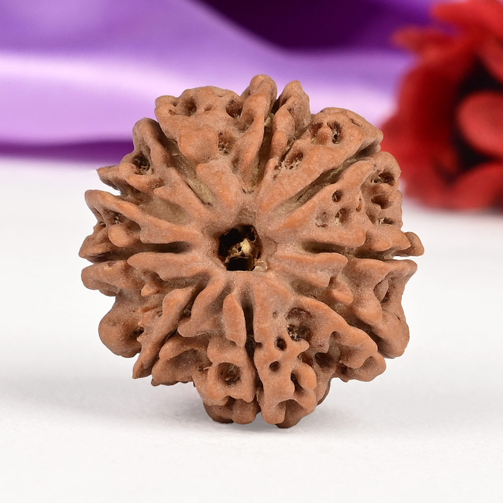 9 Mukhi from Nepal Small - DCXCIII