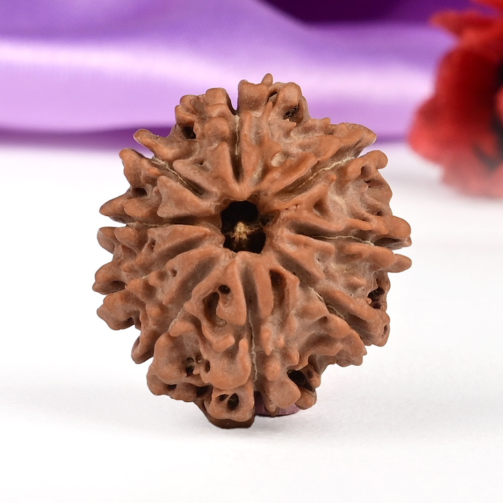 9 Mukhi from Nepal Small - DCXCVI
